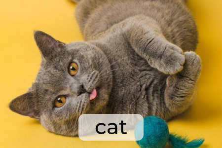 产品系列：CAT