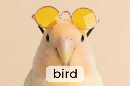 产品系列：BRID