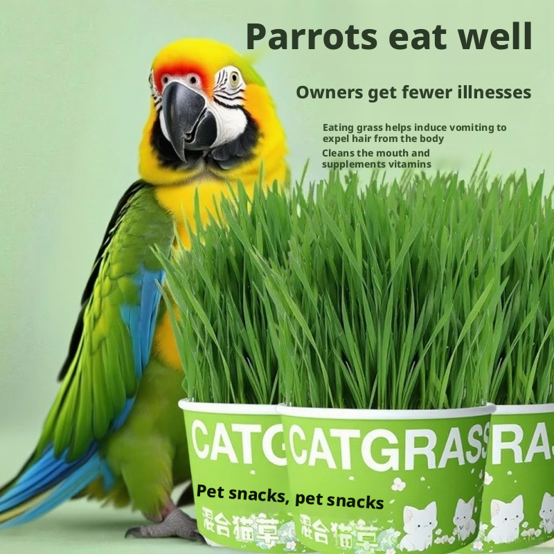 Natural Wheatgrass for Parrots – Edible Bird Grass Toy for Budgies, Cockatiels & Small Birds – Chewable Bird Treat & Foraging Toy